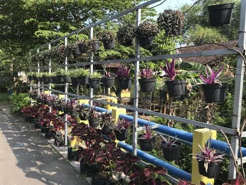 Such a solution in the village, make some vertically garden on the roadside. 库存照片