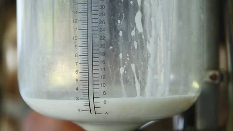 Suck the cow's milk into the glass. Stock Footage 115122753