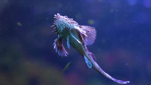 A sucker fish Stock-Footage 228261050