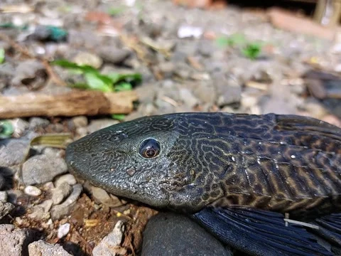 Sucker-mouth pleco fish with patterned scales on gravel Stock-Footage 304646063