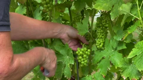 Sucker removal at grapevine in vineyard Stock-Footage 237315217