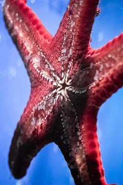Suckers of a starfish close-up. Stock-Fotos
