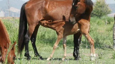 Sucking colt Video stock 735476