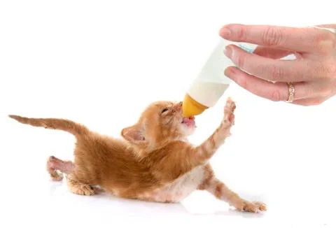 Sucking ginger kitten Foto stock