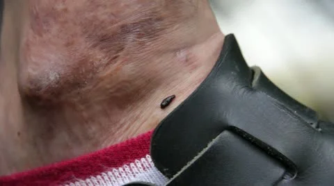 Sucking leech in the Rainforest 動画素材 11200088