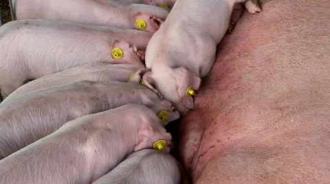 Sucking pigs Stock Footage 829332