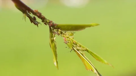 Sucking red and green aphids 動画素材 76578092