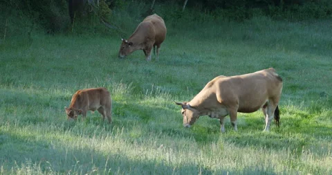 Suckler cows with a calf Vídeo Stock 154531258