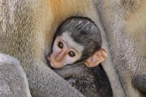 Suckling baby vervet monkey (Cercopithecus aethiops), Kruger National Park Stock Photos