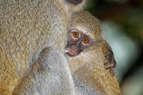 Suckling baby vervet monkey (Cercopithecus aethiops) with its mother Suckl... Stock Photos