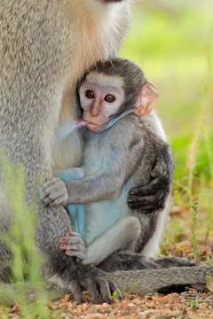Suckling baby vervet monkey (Cercopithecus aethiops), Kruger National Park Foto stock