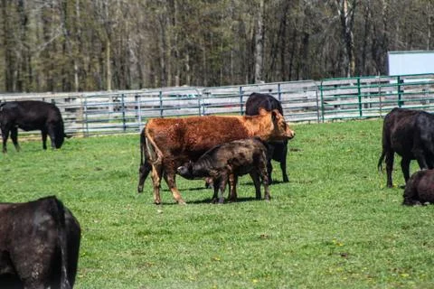 Suckling Beef Calf Stock Photos