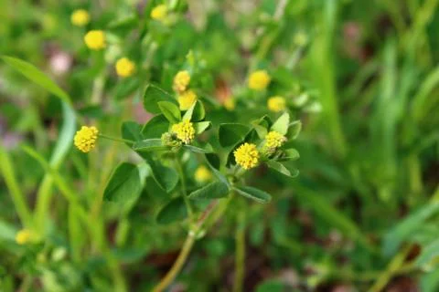 Suckling clover in the forest Stock Photos