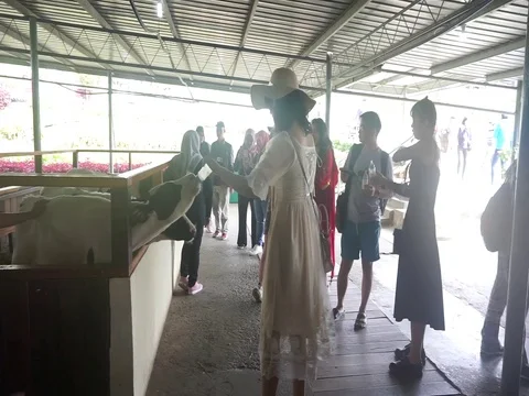 Suckling the cows Stock Footage 123760798