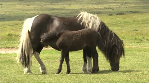 A Suckling Foal Video stock 8870061