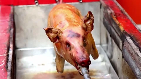 Suckling pig roasted using an automatic machine close up Stock Footage 272298700