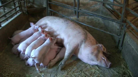 Suckling Piglets Stock Footage 737012