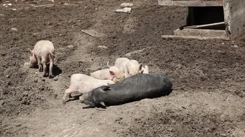 Suckling piglets. Stock Footage 11111280