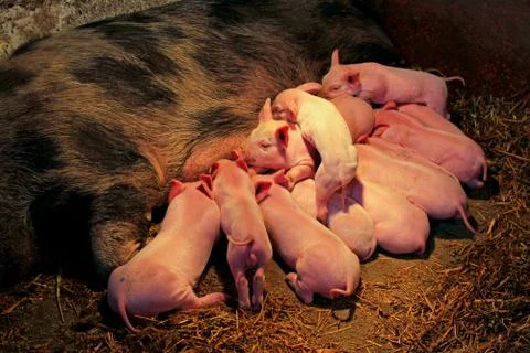 Suckling piglets Stock Photos