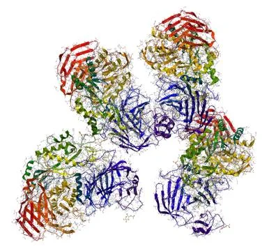 Sucrase-isomaltase enzyme structure Stock Illustration