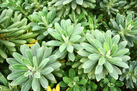 Suculent plant Stock Photos