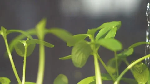 Сucumber sprout watering 스톡 동영상 141767560