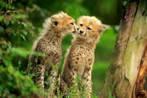 Sudan cheetahs Acinonyx jubatus soemmeringii two young animals sniffing at each Stock Photos