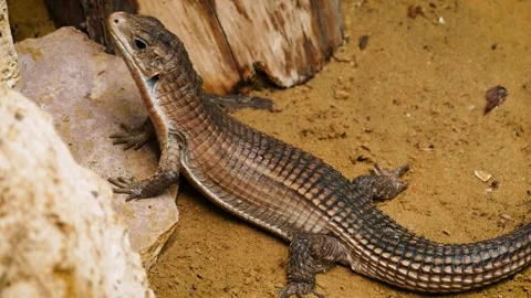 Sudan plated lizard (Broadleysaurus major) Video stock 221360396
