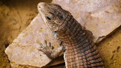 Sudan plated lizard (Broadleysaurus major) Video stock 221360446