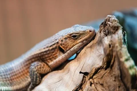 Sudan plated lizard Stock Photos