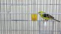 Sudanese golden sparrows in the cage HD Footage