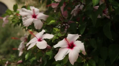 Sudanese rose Stock Footage 48992937