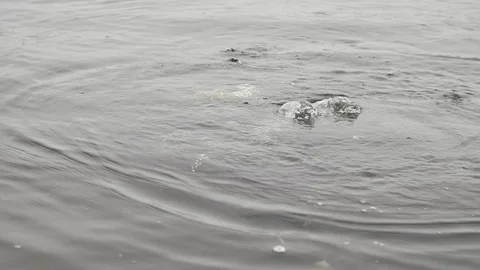Sudden appearance of a combat swimmer with automatic rifle in a river in slo-mo Stock-Footage 121871356
