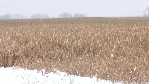 Sudden coming of the winter. 스톡 동영상 234583888