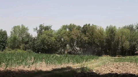 A sudden explosion rocks a line of trees in Afghanistan. Stock Footage 123368100