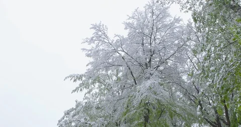 A sudden return of winter - camera pan Vidéo 108428202
