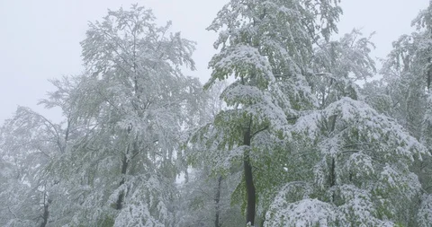 A sudden return of winter on a foggy spring day -  tilting camera Vídeos de archivo 108503347