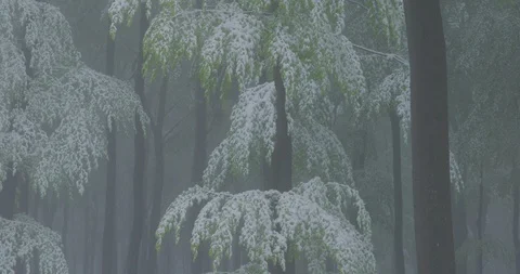 A sudden return of winter on a foggy spring day Vídeos de archivo 108632148