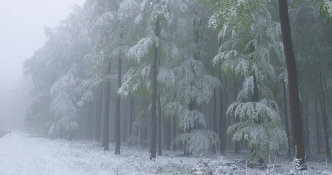 A sudden return of winter on a foggy spring day Stock-Footage 109169889