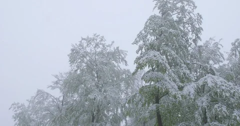 A sudden return of winter -  snowy beech trees with fresh green foliage Stockbeeldmateriaal 108507731