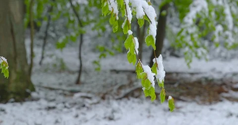 A sudden return of winter - snowy fresh green foliage - tilting camera Vídeo Stock 108502586