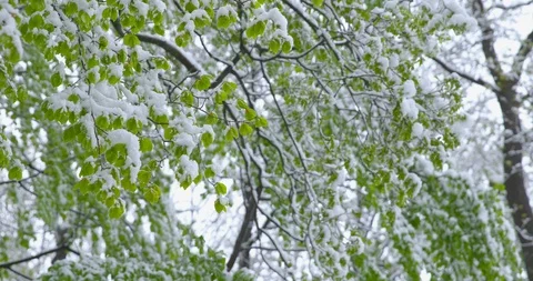 A sudden return of winter - snowy fresh green foliage  - camera pan Vidéo 109170416