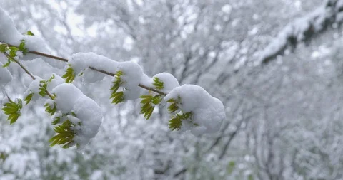 A sudden return of winter - snowy trees Stock-Footage 108318931