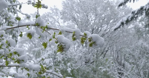 A sudden return of winter - snowy trees Vídeos de archivo 108319186