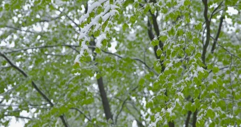 The sudden return of winter - snowy trees on a spring day - sequence Stock-Footage 108383008