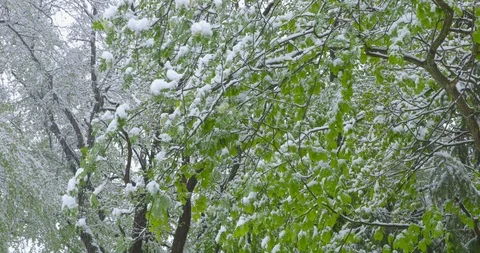 A sudden return of winter - tilting camera Stock-Footage 108501361
