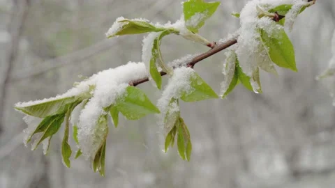 A sudden snowfall in mid-spring covered all the trees, Prunus virginiana flowers Stock Footage 131027727