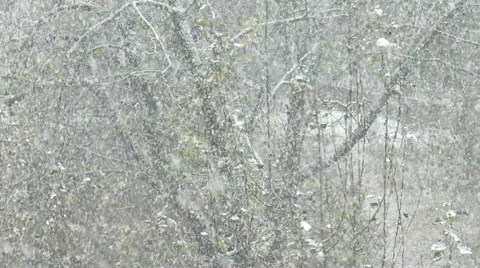 Sudden snowfall on tree view.  Stock Footage 56171186