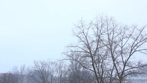 Sudden snowfall view with some trees 스톡 동영상 123360338