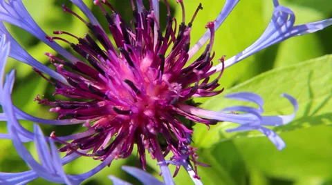 Suddenly a shadow Stock Footage 38704346